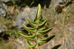 Pellaea calidirupium