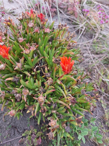 orange dewplant (Lampranthus aureus)