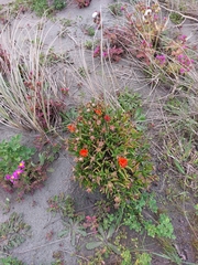 author not stated, no rights reserved Lampranthus aureus, photograph author not stated, no rights reserved