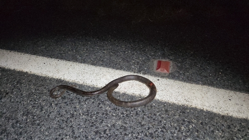 Blue-bellied Black Snake sighting
