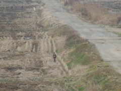 Hydropotes inermis argyropus