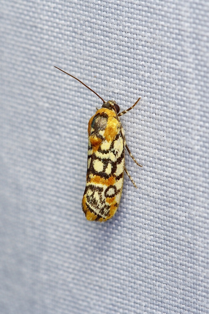 Spotted Spragueia