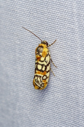 Spotted Spragueia