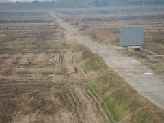 Hydropotes inermis argyropus