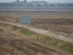 Hydropotes inermis argyropus