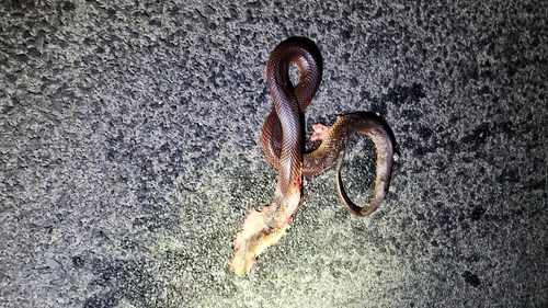 Mulga Snake sighting