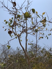 Eucalyptus platyphylla