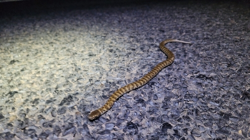 De Vis' Banded Snake sighting