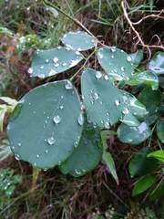Dalbergia latifolia