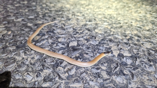 Black-naped Hooded Snake sighting