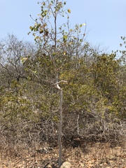 Eucalyptus platyphylla