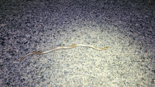 De Vis' Banded Snake sighting