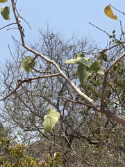 Eucalyptus platyphylla
