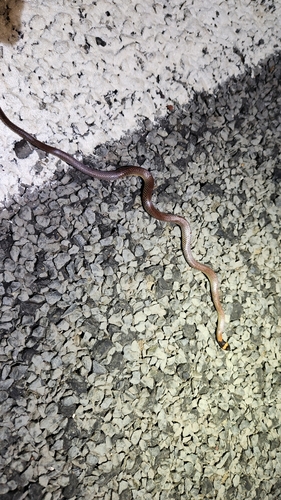 Red-naped Snake sighting