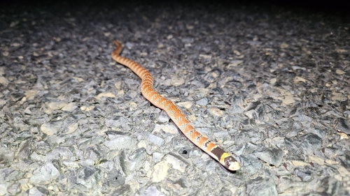 Eastern Shovel-nosed Snake sighting