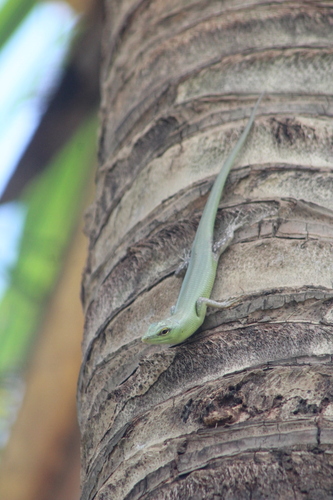 Lamprolepis smaragdina