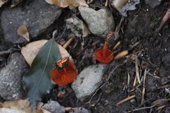 Cortinarius cinnabarinus