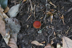 Cortinarius cinnabarinus