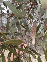 Eucalyptus odorata