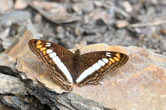 Adelpha alala
