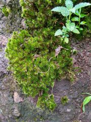 Campylopus umbellatus