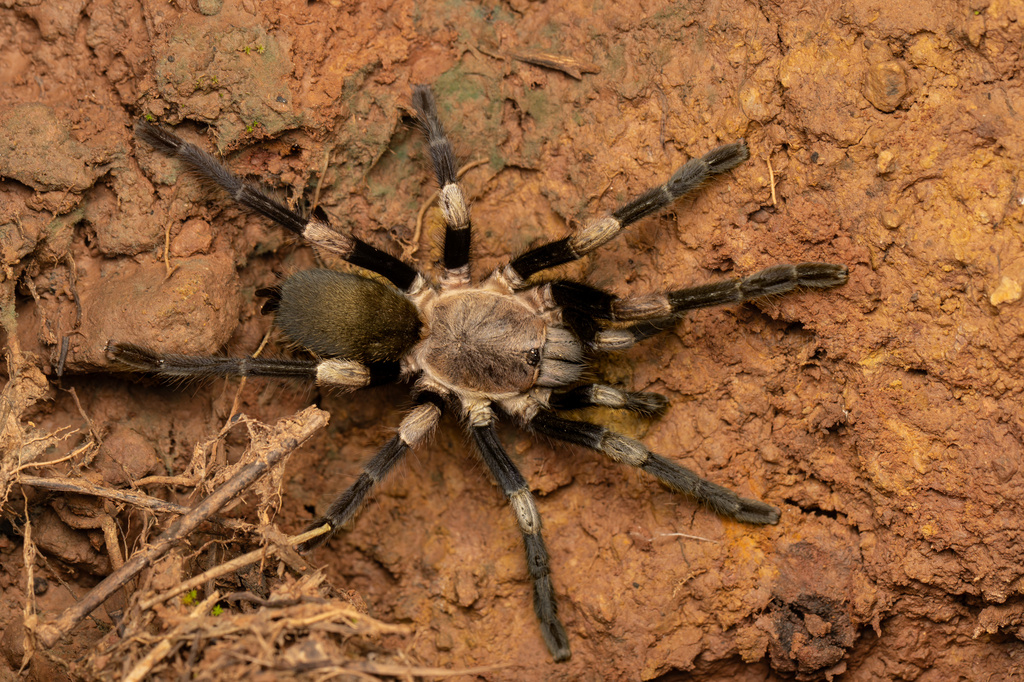 Himalayan Earth-tiger Tarantula