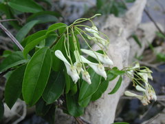 Calyptrion arboreum