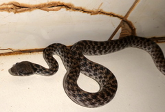 Madagascarophis colubrinus