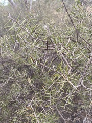 Acacia rhigiophylla