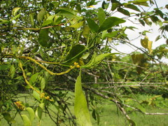 Phoradendron quadrangulare