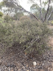 Acacia rhigiophylla