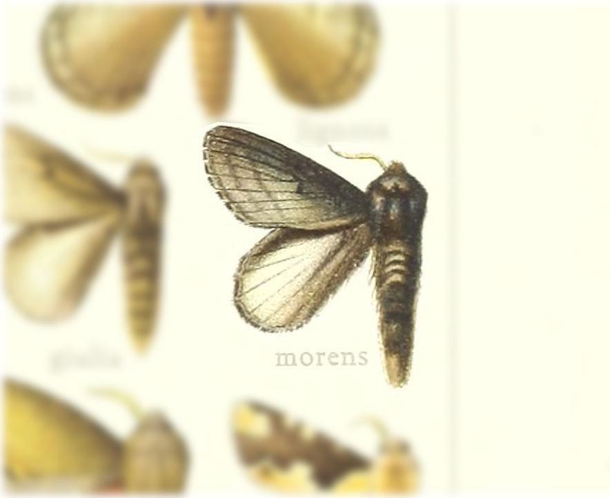 Euglyphis morens