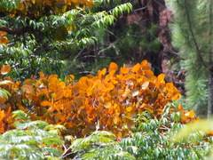 Phoradendron crassifolium