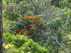 Phoradendron crassifolium