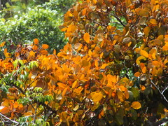 Phoradendron crassifolium