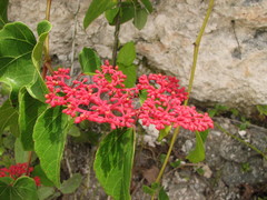Cissus gossypiifolia
