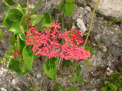 Cissus gossypiifolia