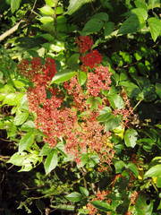 Cissus gossypiifolia