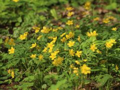 Anemonoides ranunculoides
