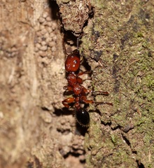 Podomyrma gratiosa