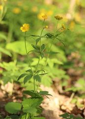 Ranunculus cassubicus