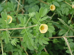 Kallstroemia maxima