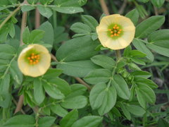 Kallstroemia maxima