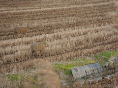 Hydropotes inermis argyropus