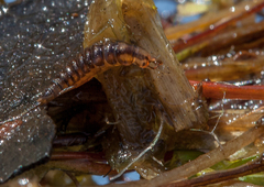 Hygrobia australasiae