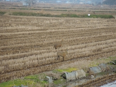 Hydropotes inermis argyropus