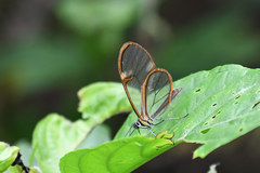 Episcada hymenaea hymenaea