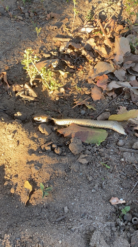Eastern Brown Snake sighting