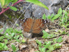Junonia natalica
