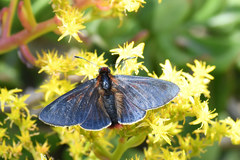 Metardaris cosinga
